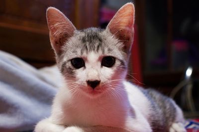 Close-up portrait of a cat