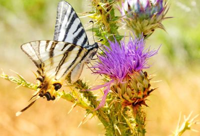 Close-up of butterfly pollinating on purple flower