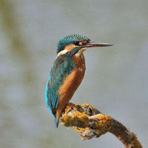 Close-up of bird perching on a tree