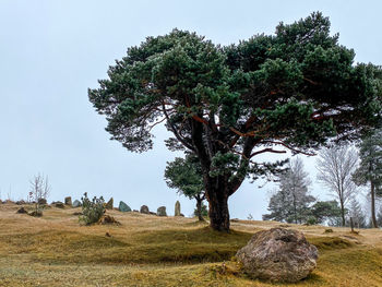 Trees on field against sky