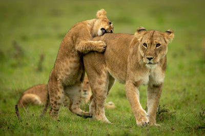 Cub stands on hind legs nibbling lioness