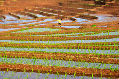 Scenic view of rice field