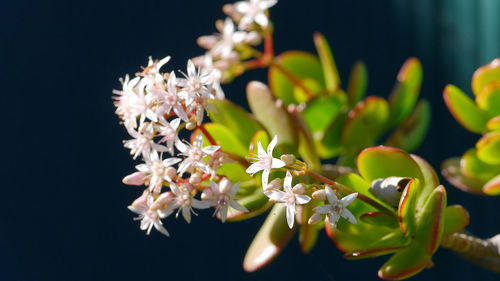 Close-up of flowers blooming outdoors