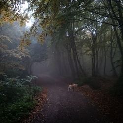 Road passing through forest