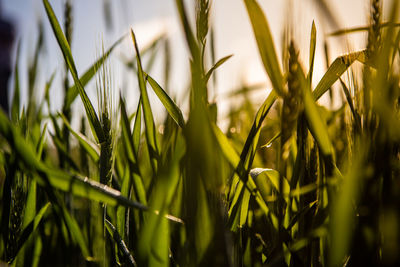 Close-up of crops growing on field