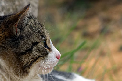 Close-up of a cat looking away