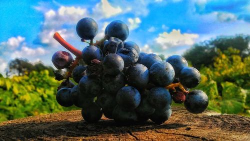 Close-up of grapes growing on field against sky