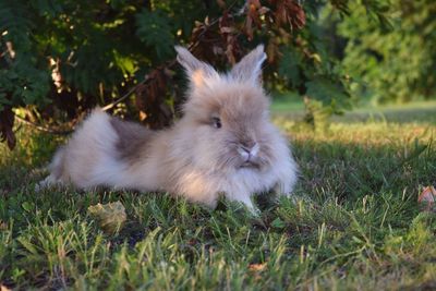 Cat relaxing on grass