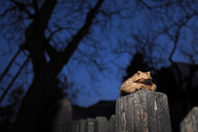 Close-up of lizard on wooden post