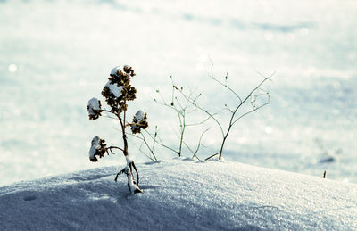 Close-up of snow covered plant on field against sky