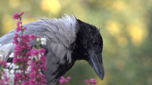 Close-up of bird