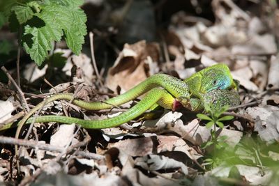 Close-up of lizard