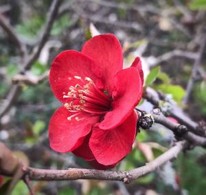 Close-up of red flower blooming outdoors