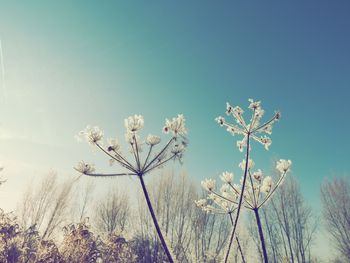 Low angle view of frozen plants against blue sky