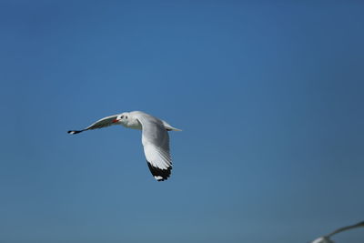 Low angle view of bird flying against clear blue sky