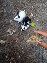 High angle view of person hand holding dead tree