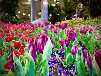 Close-up of pink tulip flowers in park