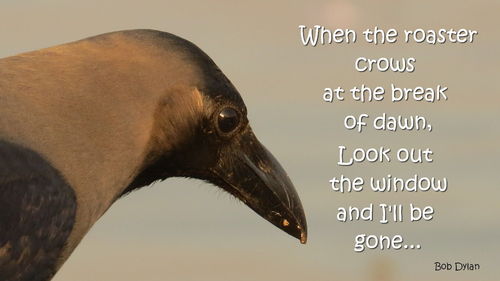 Close-up of a bird