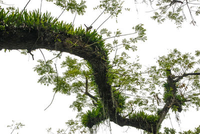 Low angle view of tree against clear sky