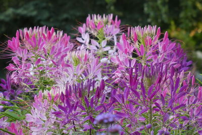 Close-up of pink flowering plants