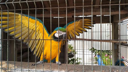 Close-up of yellow bird in cage