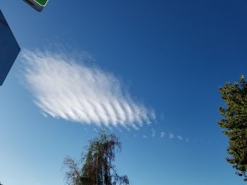 Low angle view of trees against blue sky