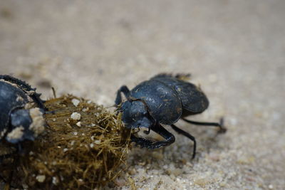 Close-up of beetle on land