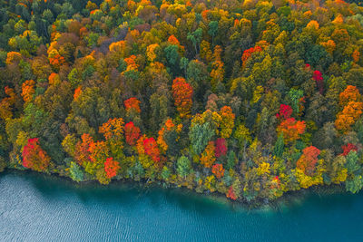 Scenic view of forest during autumn