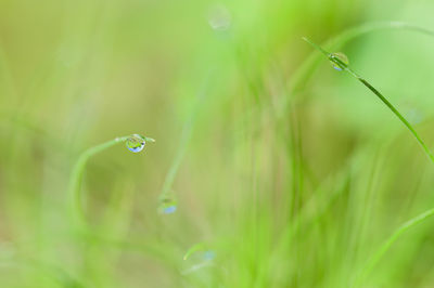 Close-up of water drops on grass