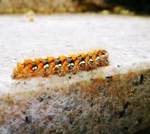 Close-up of insect on rock