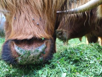 Close-up of scottish highland cattle grazing on field