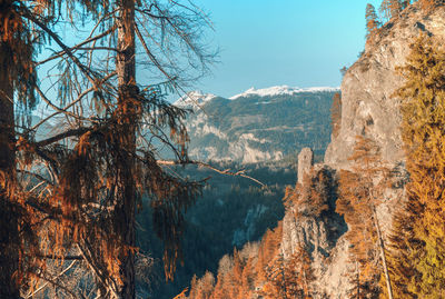 View of trees on snowcapped mountain