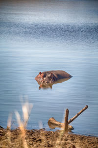 High angle view of a duck in a lake