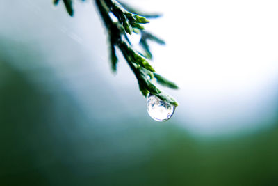 Close-up of water drop falling from plant