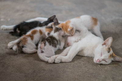 Close-up of cat with infants sleeping outdoors