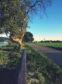 Empty road along trees