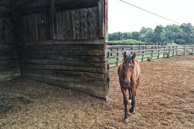 Brown horse walking on field