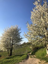 Fresh plants on field against clear sky