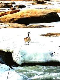 Ducks swimming in lake during winter