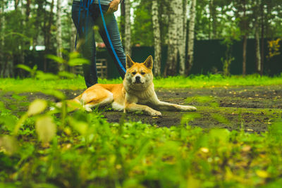 Akita inu on a walk with the owner