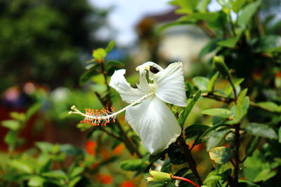 Close-up of white flowering plant