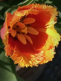 Close-up of yellow flowers blooming outdoors