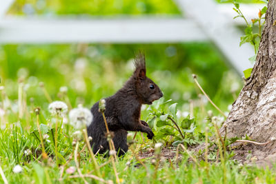 Close-up of squirrel on field