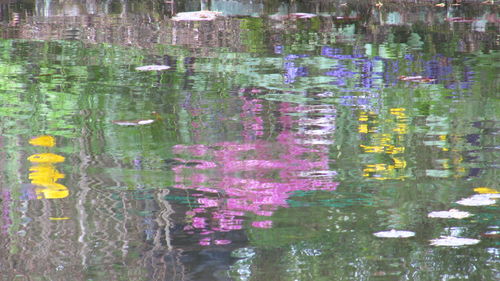 Reflection of trees in water