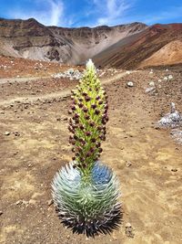 Cactus growing on field