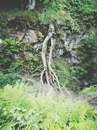 Trees growing in forest