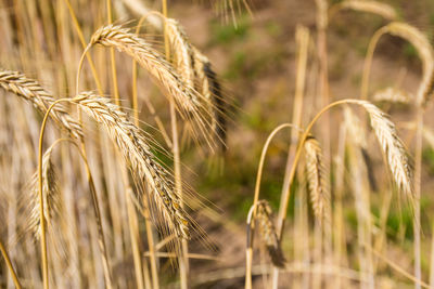 Wonderful field of yellow wheat ears ready to be harvested in summer, close up