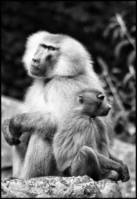 Close-up of monkey sitting outdoors