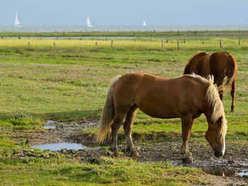 Horses on juist