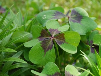 Close-up of green plant